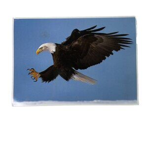 Vintage Postcard 1989 North American Wildlife Bald Eagle Flying Mark Miller u